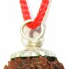 Wholesale IS4A Is4A Indianstore4All Genuine Certified Himalayan 7 Face (Mukhi) Rudraksha Seeds (Beads) Tibetan Meditation Beads Prayer Charm Sterling Silver Pendant